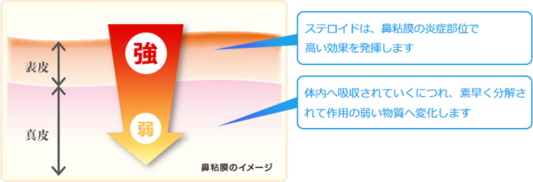 ステロイド薬の作用