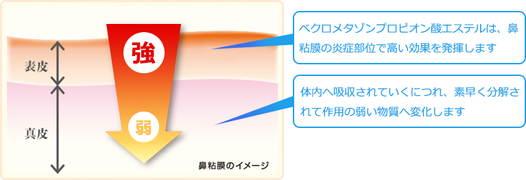 鼻粘膜のイメージ