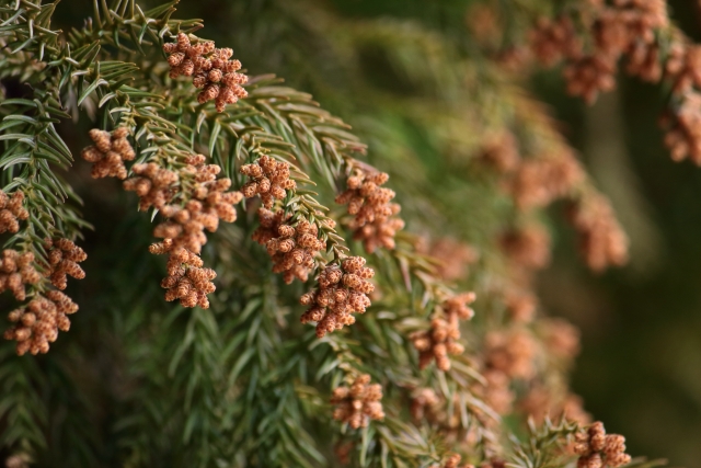 春の花粉症・秋の花粉症それぞれの特徴