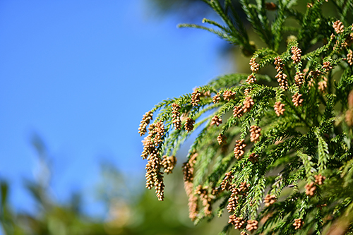 スギ花粉が飛びやすい日｜天気や時間で変わる花粉量と屋内外での予防策