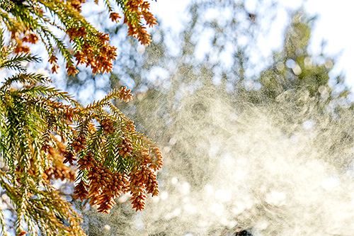 ハウスダストってなに?