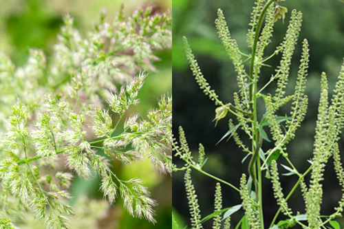 ハウスダストってなに?