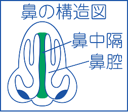 鼻の構造図